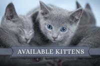 Russian Blue Pomskies image 2